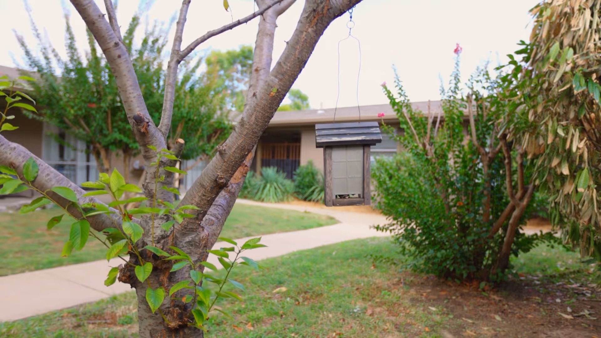 A hanging bird feeder on a small tree in a grassy courtyard with a paved walkway and a low building in the background.