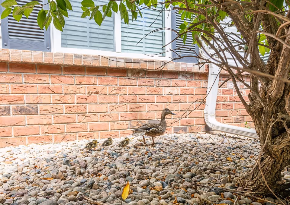 A mother duck with five ducklings walking on a bed of small rocks next to a brick building with windows and a tree on the right side.