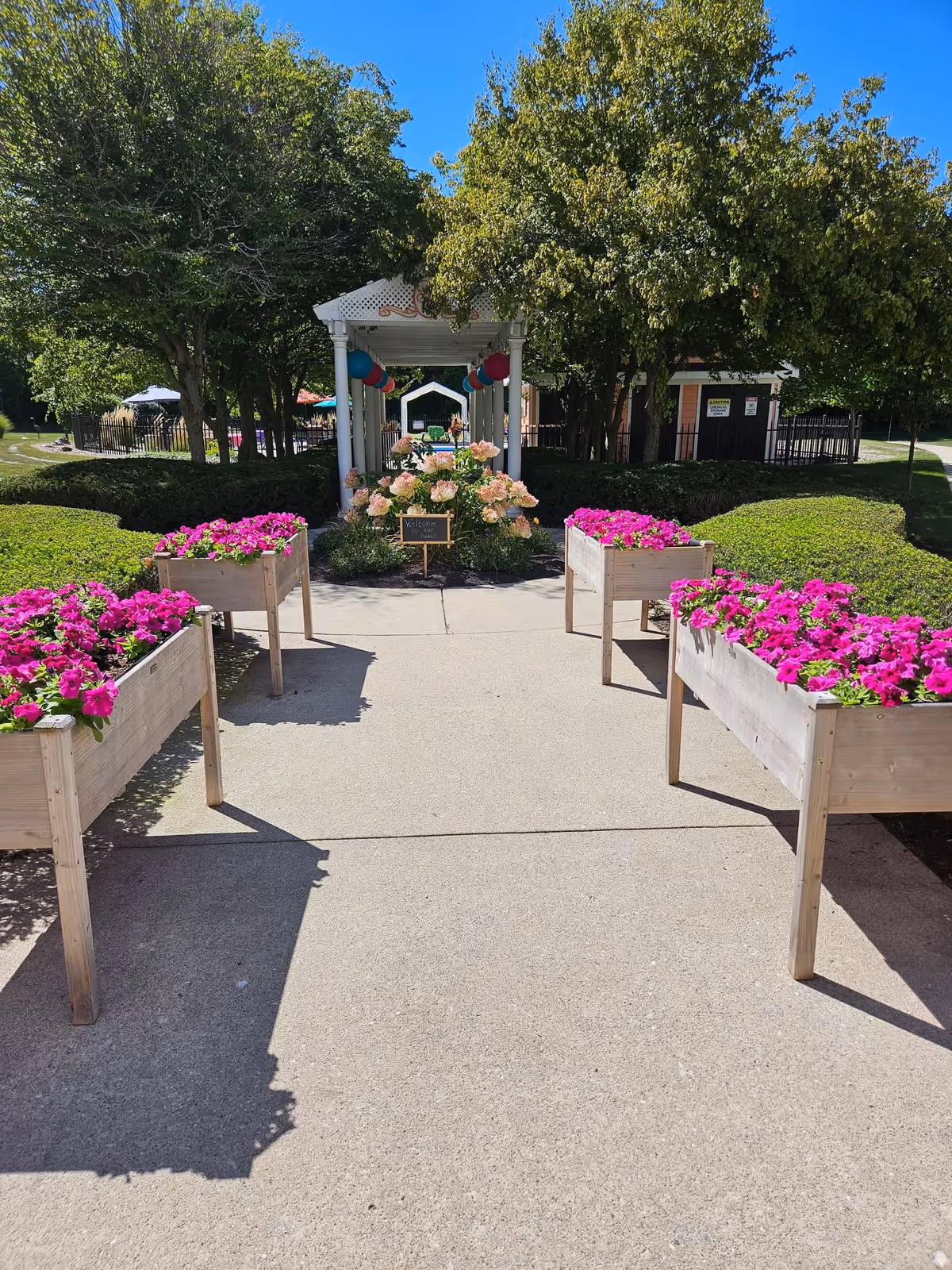 A paved walkway lined with raised wooden flower beds filled with vibrant pink flowers. The path leads to a white pergola decorated with colorful balloons and surrounded by green bushes and trees under a clear blue sky.