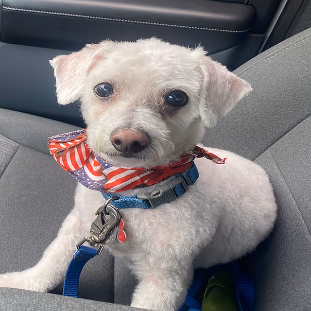 Small white dog wearing an American-flag bandana and blue collar sitting on a car seat.