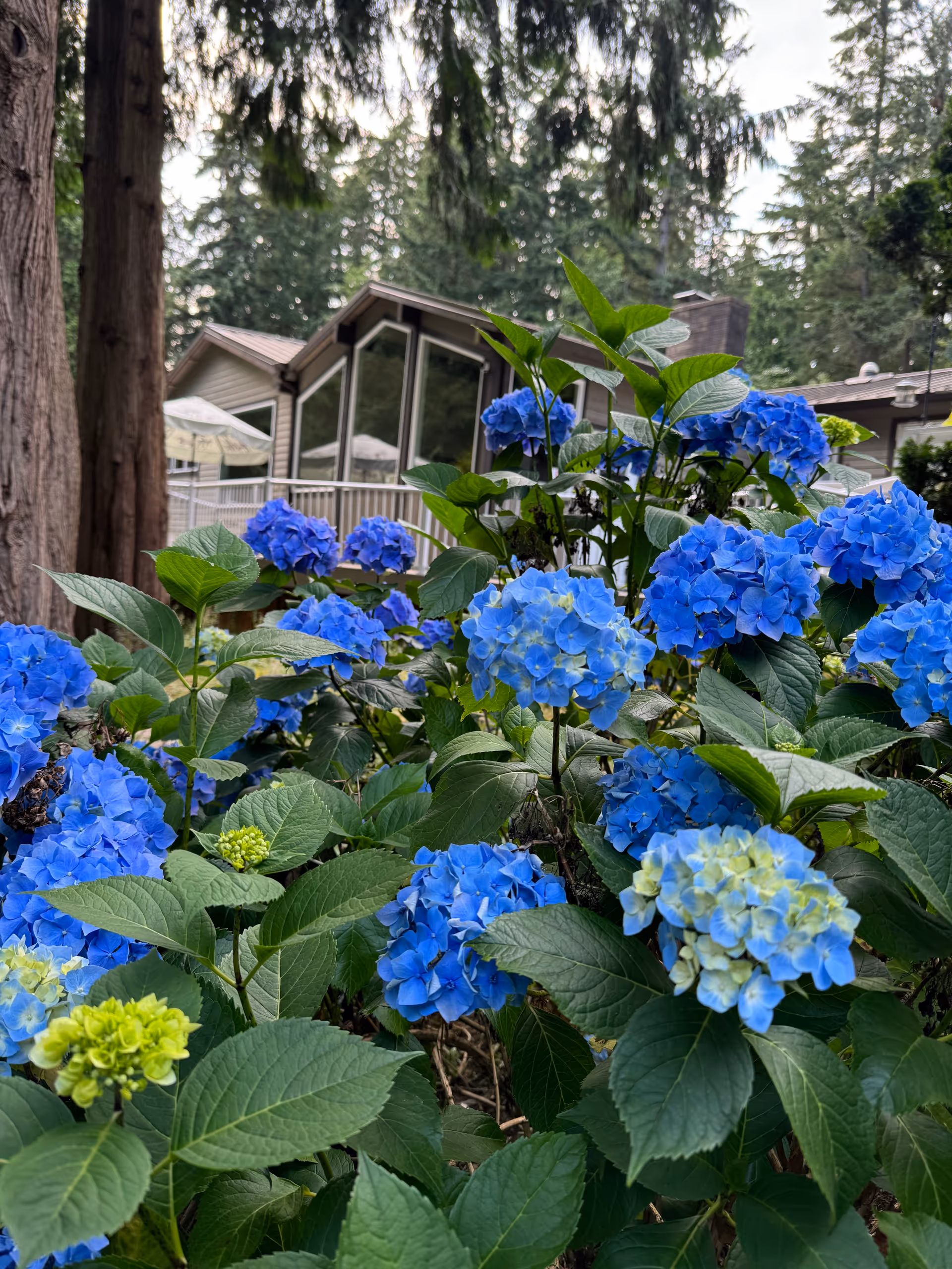 Close-up view of vibrant blue and light green hydrangea flowers with lush green leaves in the foreground, and a building with large windows and a patio umbrella surrounded by tall trees in the background.