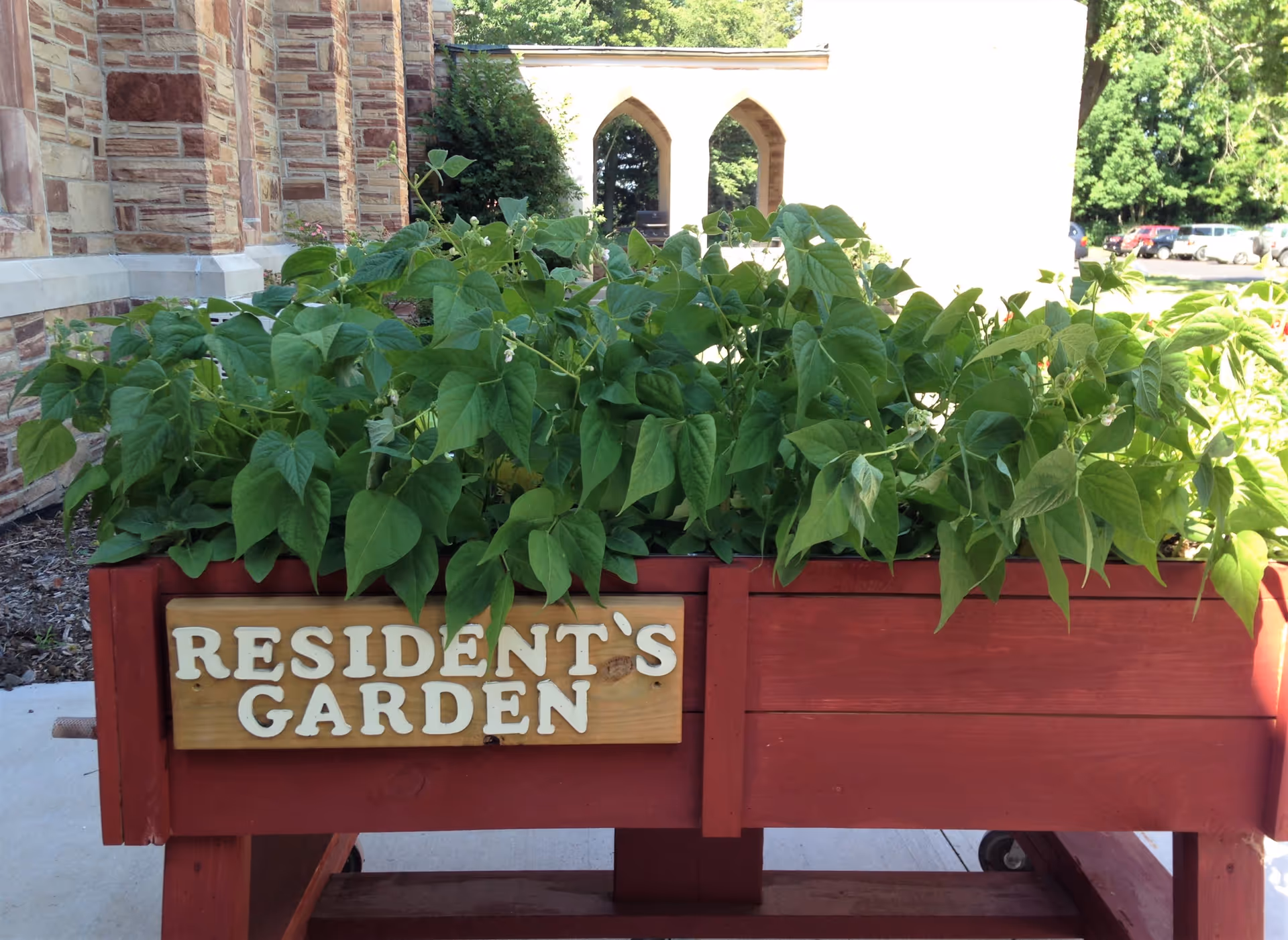 A raised wooden garden bed painted red with green leafy plants growing in it. A wooden sign on the front of the garden bed reads 'RESIDENT'S GARDEN'. The background shows part of a stone building with arched windows and a parking lot with cars.