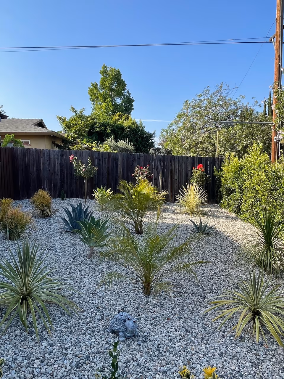 A landscaped outdoor garden area with various small palm plants, succulents, and other greenery planted in white gravel. There is a wooden fence in the background with taller trees behind it, and a clear blue sky above. A small decorative frog statue is placed among the plants in the foreground.