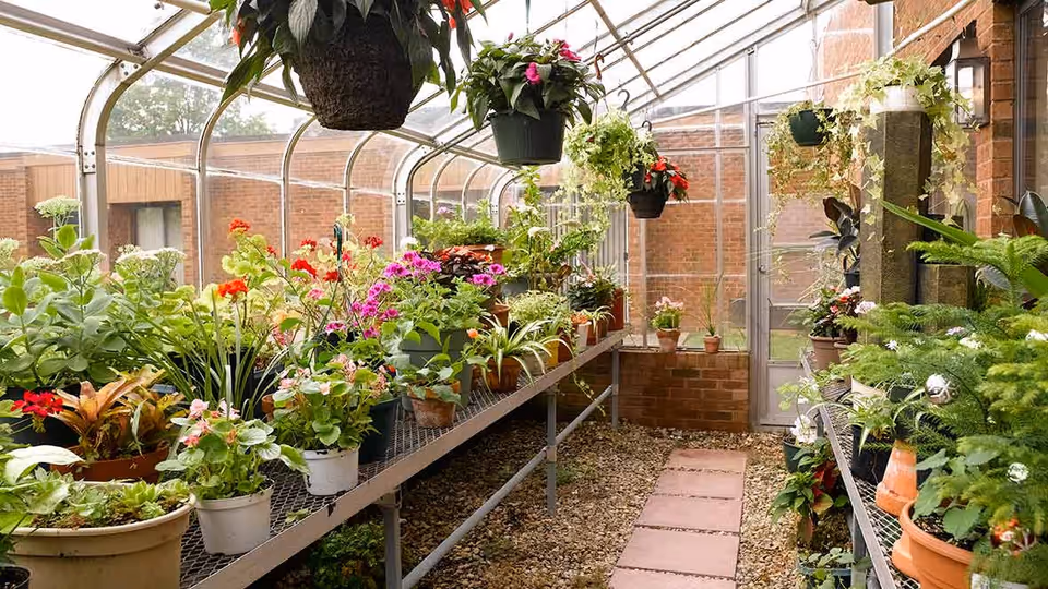 Interior view of a greenhouse filled with various potted plants and flowers on metal shelves. The greenhouse has a transparent roof and walls, allowing natural light to illuminate the plants. There are hanging pots with flowering plants and a gravel floor with stepping stones leading to a door at the far end.
