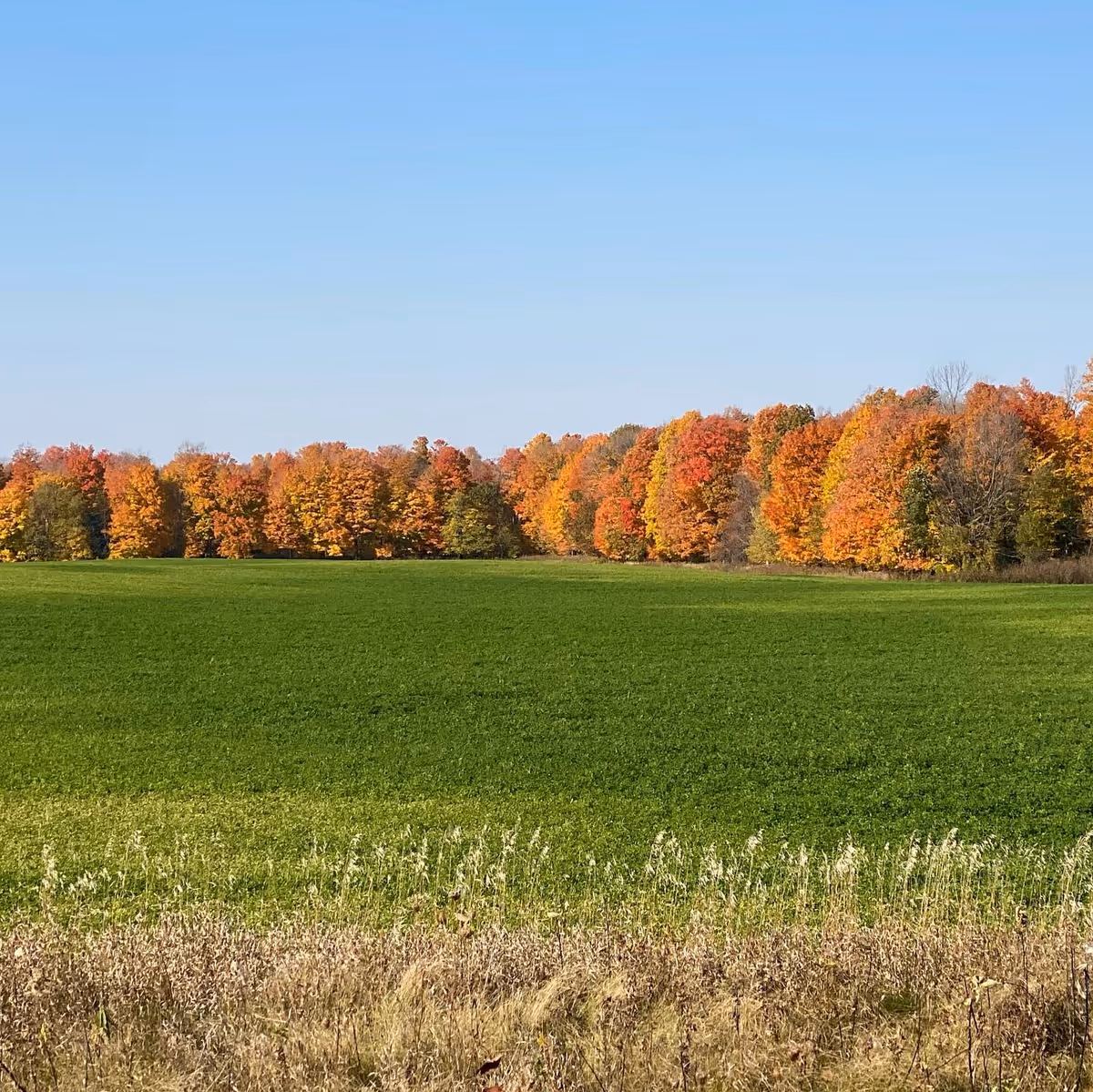 A wide open green field with a line of trees in the background displaying vibrant fall foliage in shades of orange, yellow, and red under a clear blue sky.