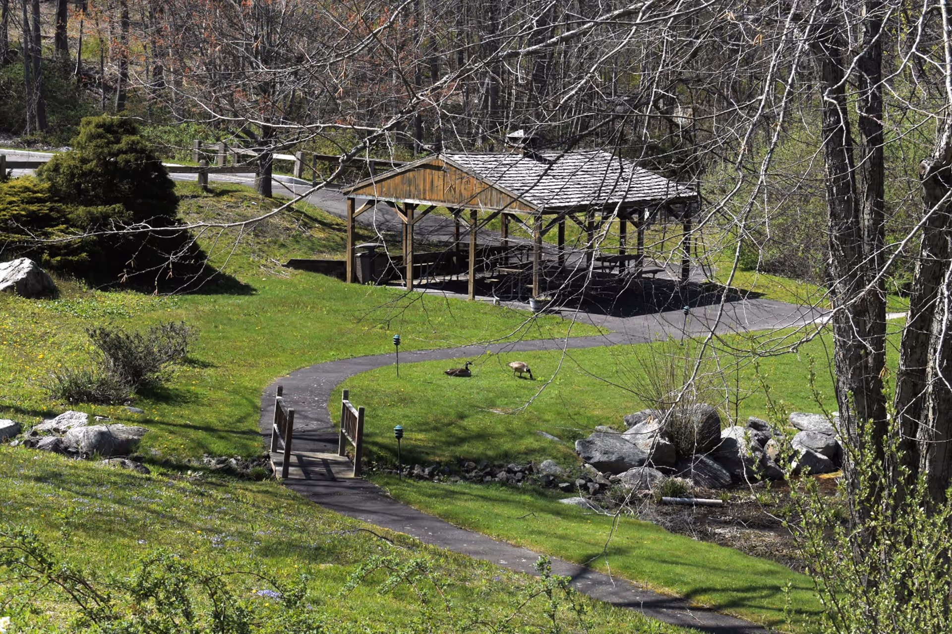 A peaceful outdoor area with a wooden pavilion featuring picnic tables, surrounded by green grass, trees, and a small paved pathway with a wooden bridge. Two geese are grazing on the grass near the pavilion.