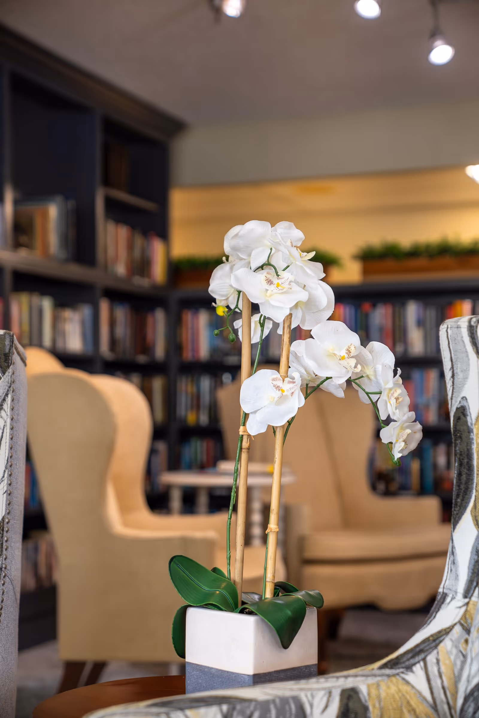 A close-up of a white orchid plant in a square pot placed on a table in a cozy library or lounge area. In the background, there are beige armchairs and bookshelves filled with books, creating a warm and inviting atmosphere.