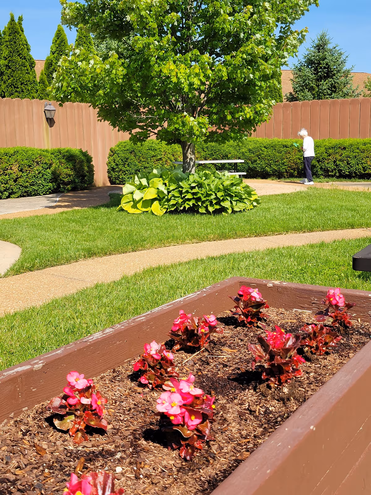 A sunny outdoor garden area with a raised flower bed containing small pink flowers in the foreground. In the background, there is a green lawn, a tree surrounded by bushes, a wooden fence, and a person walking along a paved path.