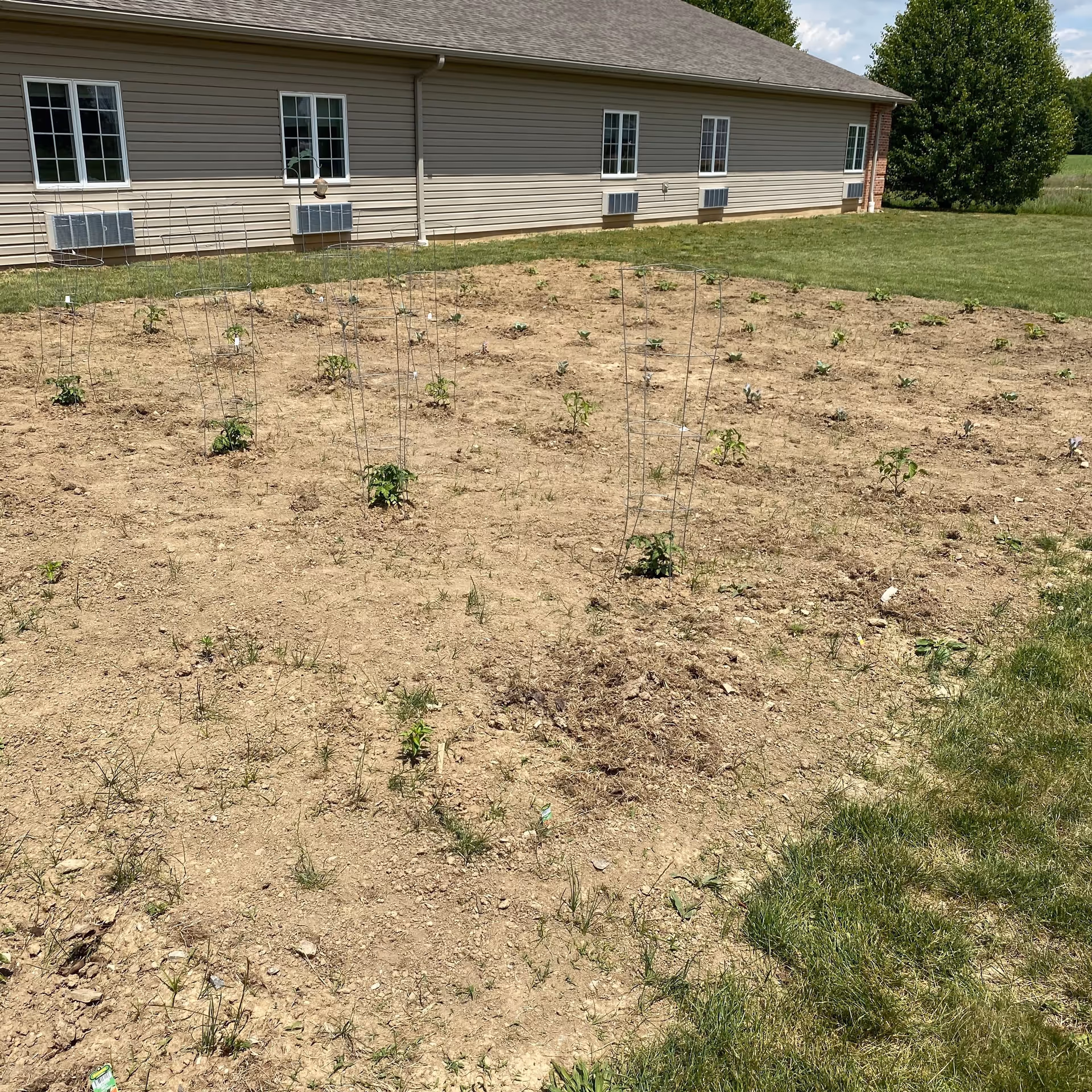 A bare dirt garden with small seedlings and metal cages beside a single-story beige siding building and grassy lawn.