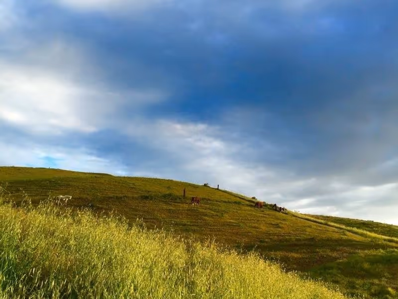 Rolling grassy hillside under a cloudy blue sky with distant grazing animals.