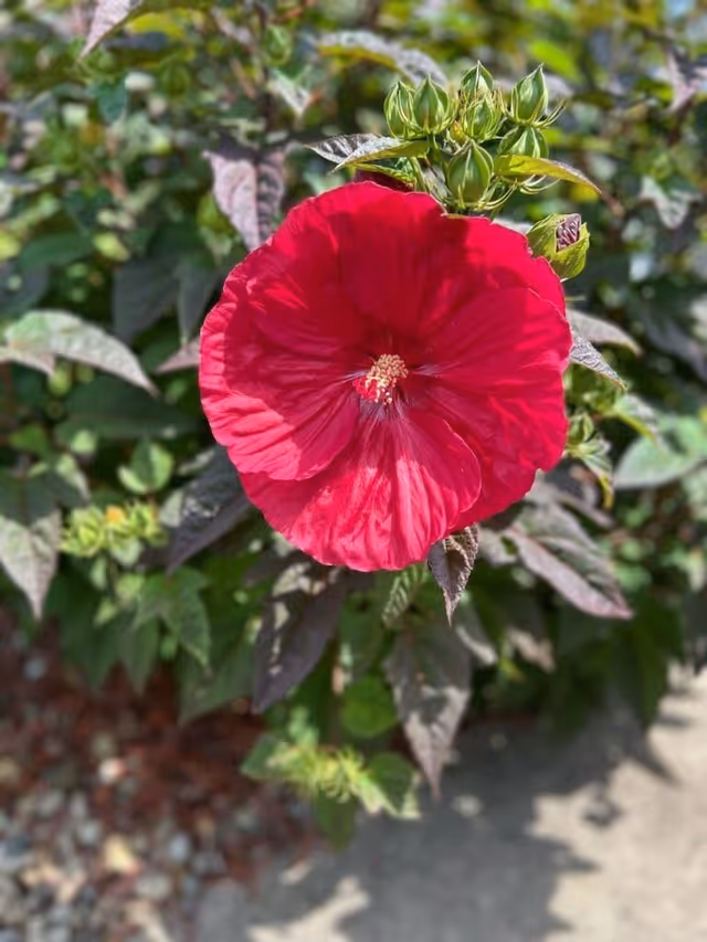 Close-up of a vibrant red hibiscus flower with green leaves and unopened buds in the background, outdoors in natural sunlight.