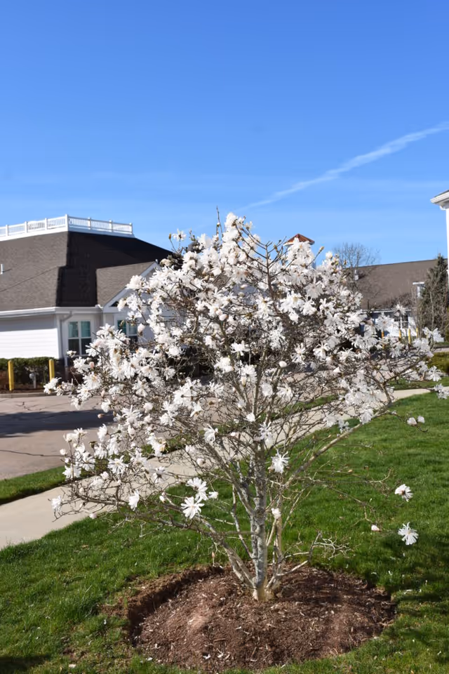 A small white-flowering tree planted on a grassy lawn in front of a senior living building under a clear blue sky.