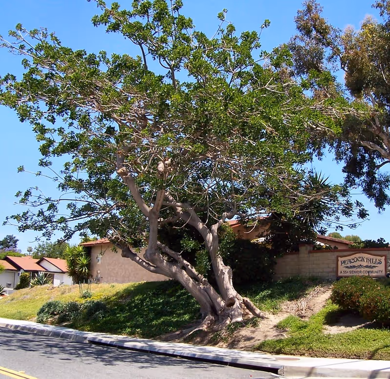 A large gnarled tree on a grassy slope beside a street with single-story buildings and a sign for a senior community.