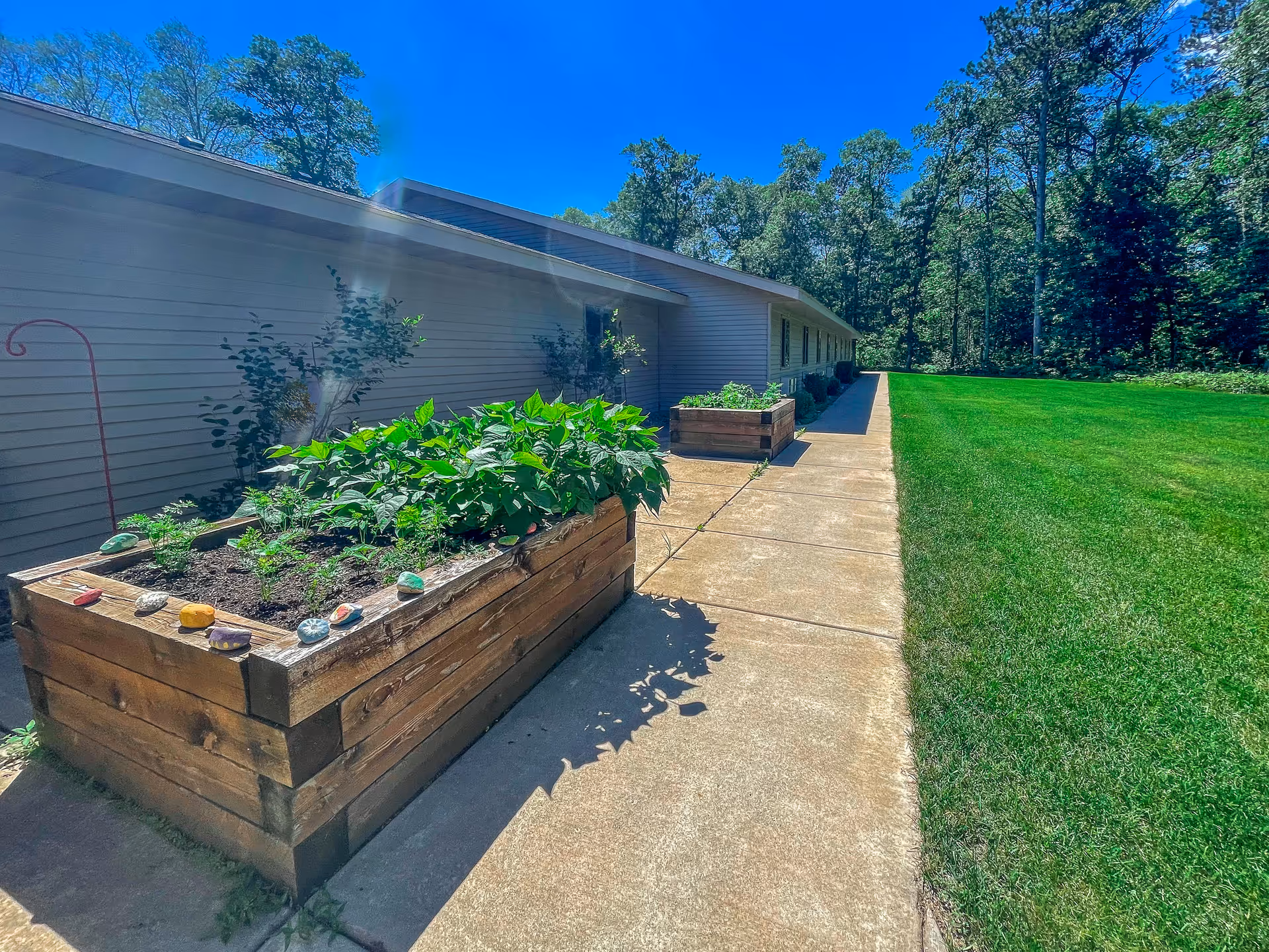 Outdoor view of a senior living facility with raised wooden garden beds filled with green plants along a concrete walkway. The building is on the left side and a well-maintained grassy area and trees are on the right under a clear blue sky.