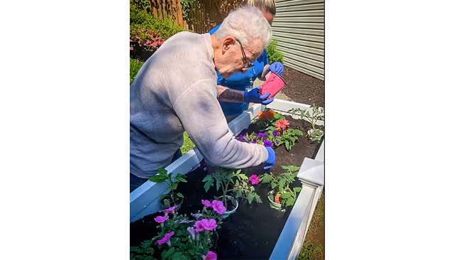 An elderly man wearing a light gray sweater and blue gloves is gardening in a raised garden bed filled with soil and various flowering plants. Another person, partially visible, is assisting him by holding a pink container. The scene is outdoors with green grass, a wooden fence, and a building wall in the background.