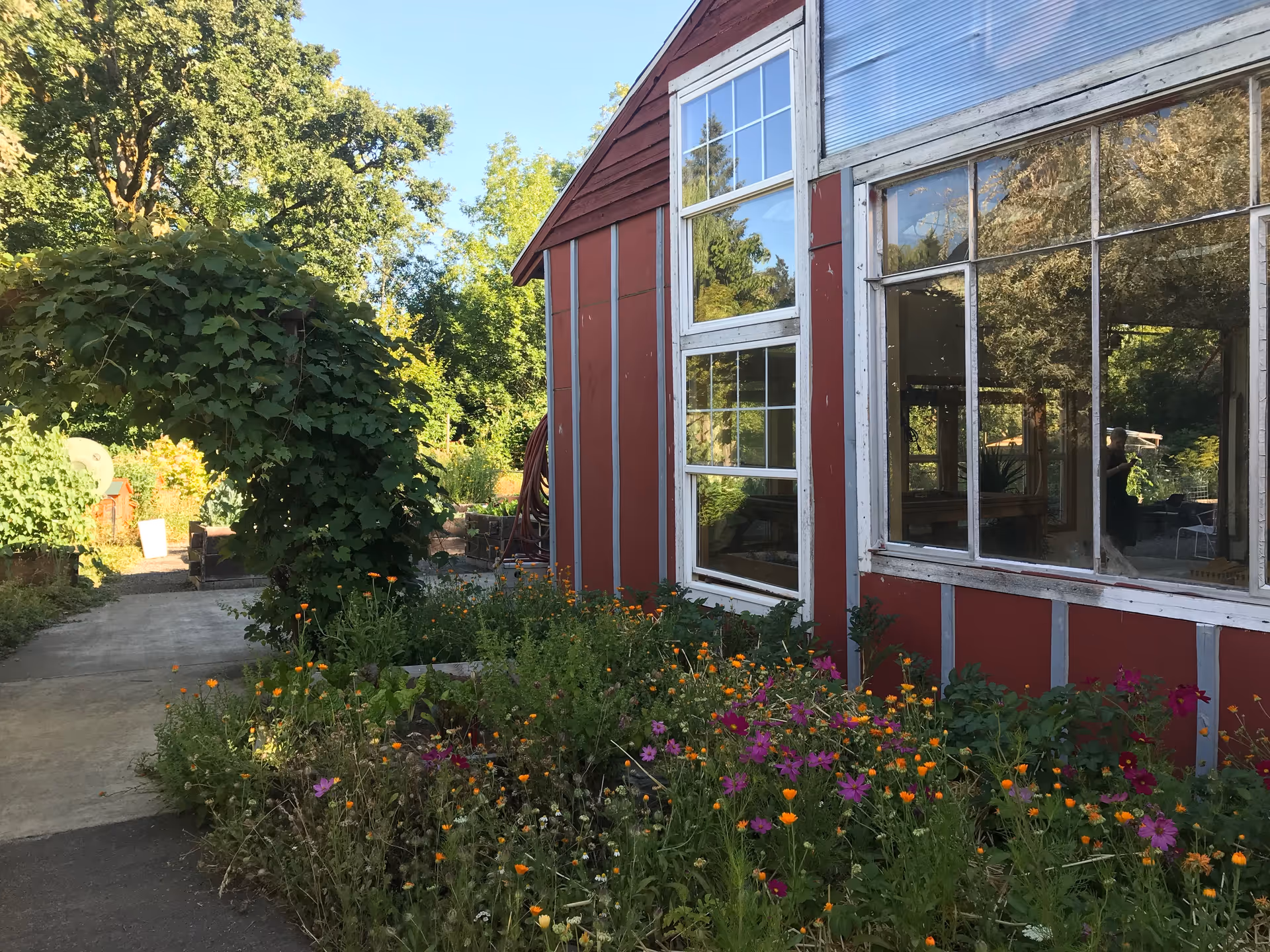 A garden area with colorful flowers and greenery in front of a red building with large windows. There is a leafy archway over a concrete path leading into the garden. Trees and plants surround the area under a clear blue sky.