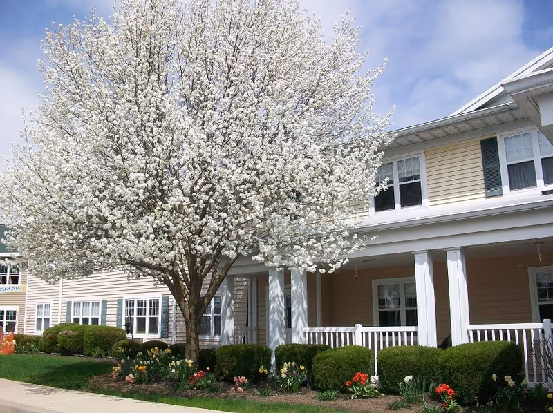 A large tree with white blossoms in full bloom stands in front of a beige two-story building with white columns and a porch railing. There are neatly trimmed bushes and colorful flowers planted along the front of the building under a partly cloudy sky.