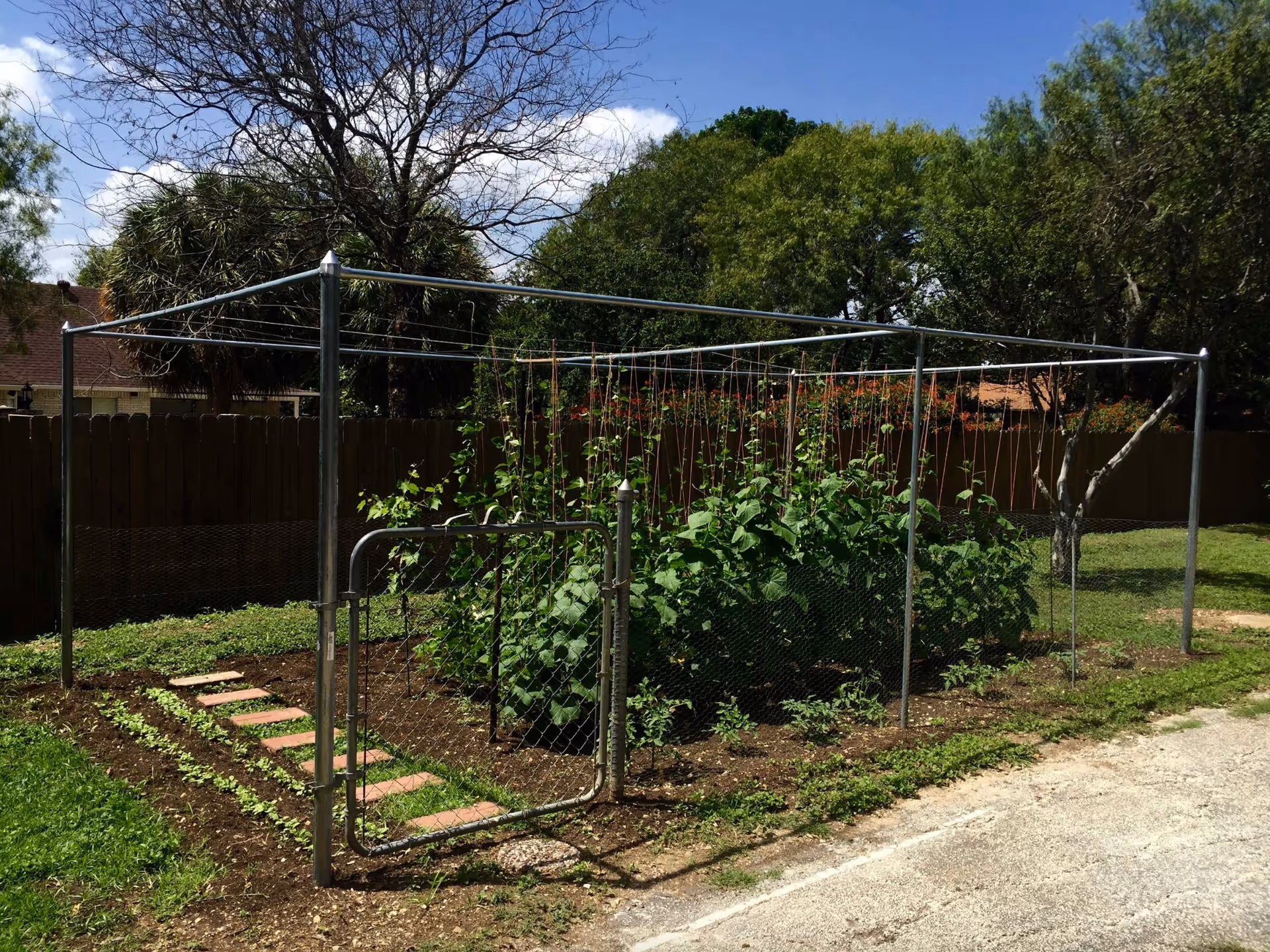 A fenced garden area with green plants growing inside. The garden is supported by a metal frame with strings for the plants to climb. There is a metal gate at the front of the garden. Surrounding the garden are trees, a wooden fence, and a partly cloudy sky.