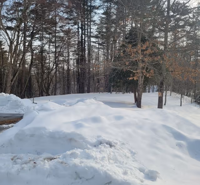 Snow-covered ground with a backdrop of tall trees, some with brown leaves, under a clear sky in a wooded outdoor area.