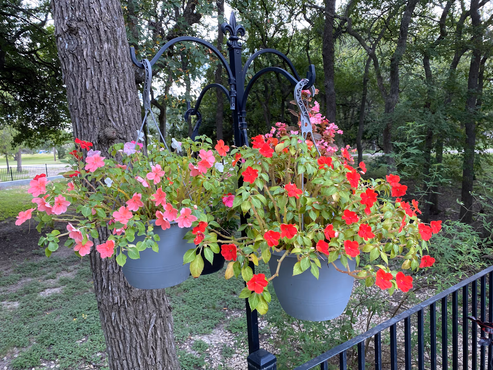 Two hanging flower pots filled with blooming pink and red flowers, suspended from a black metal stand outdoors with trees and greenery in the background.