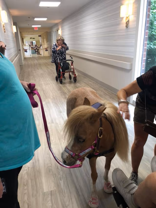 A small pony wearing pink shoes and a pink halter is being led on a leash by a person in a turquoise shirt inside a hallway of a senior living facility. Another person is reaching out to the pony, and an elderly woman with a walker is seen in the background walking down the hallway. The hallway has light wood flooring, light-colored walls with horizontal stripes, and wall-mounted lights.