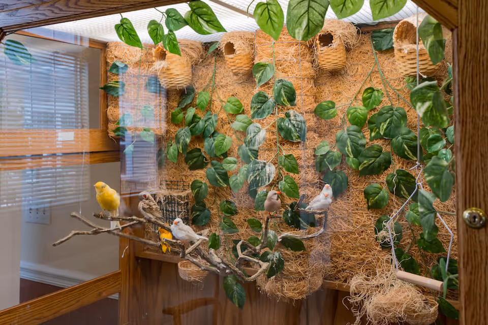 Glass-enclosed indoor aviary with small colorful finches perched on branches in front of hanging baskets and trailing green vines.