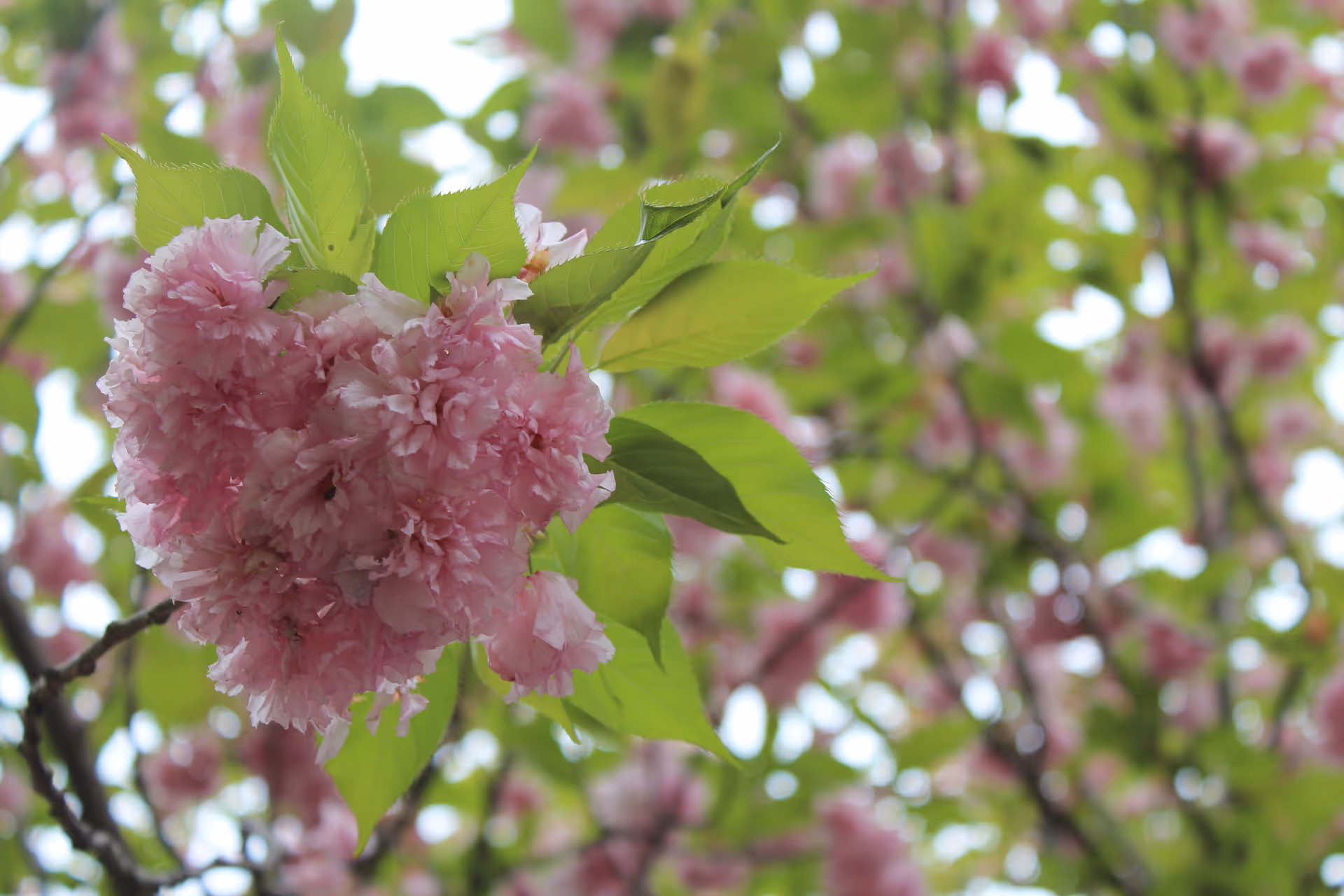 Close-up of a cluster of pink cherry blossoms with green leaves on a tree branch, with more blossoms and leaves blurred in the background.