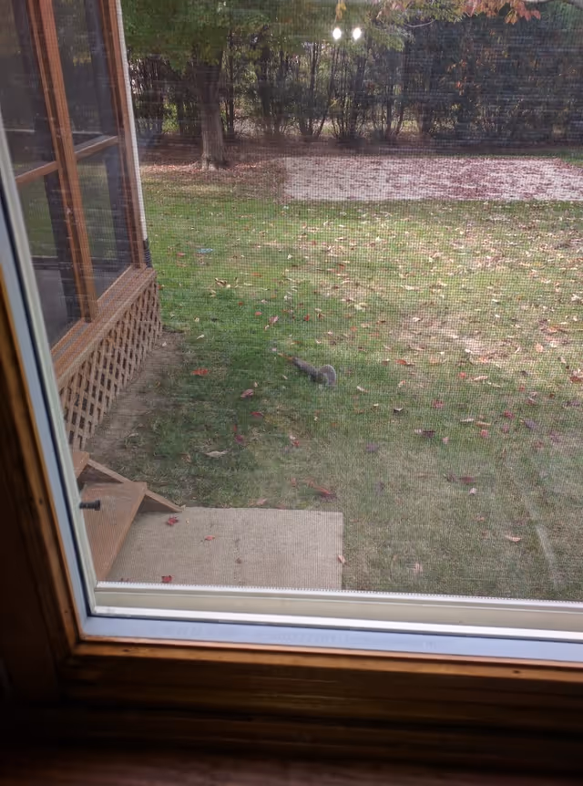 View through a window with a mesh screen showing a grassy backyard with scattered fallen leaves, a small concrete step, a wooden lattice structure on the left, and a squirrel on the grass. Trees and a wooded area are visible in the background.