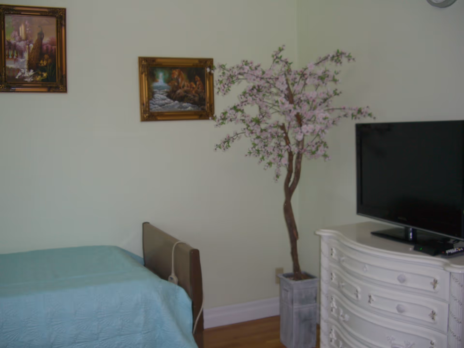 A bedroom with a single bed covered with a light blue quilt, a white ornate dresser with a flat-screen TV on top, a tall artificial flowering tree in a gray planter, and two framed paintings hanging on the wall.