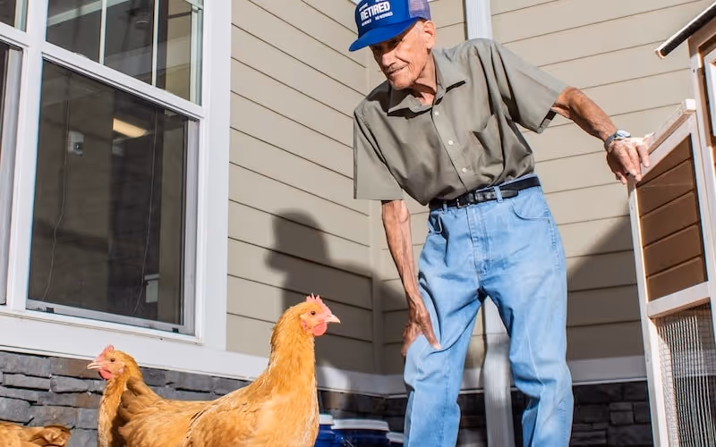 An elderly man wearing a blue cap, gray shirt, and blue jeans is standing outside near a beige building with stone accents, looking down at two brown chickens on the ground.