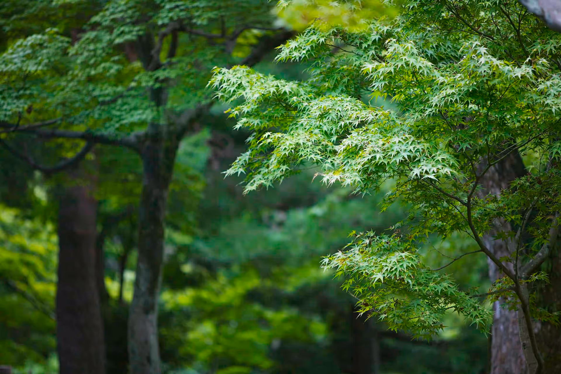 Green leafy branches and tree trunks in a lush forested outdoor scene.