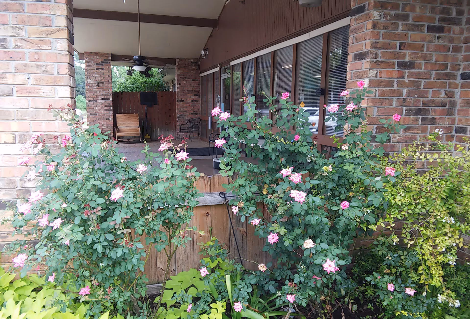 Brick building porch with windows and seating behind a foreground of pink rose bushes.