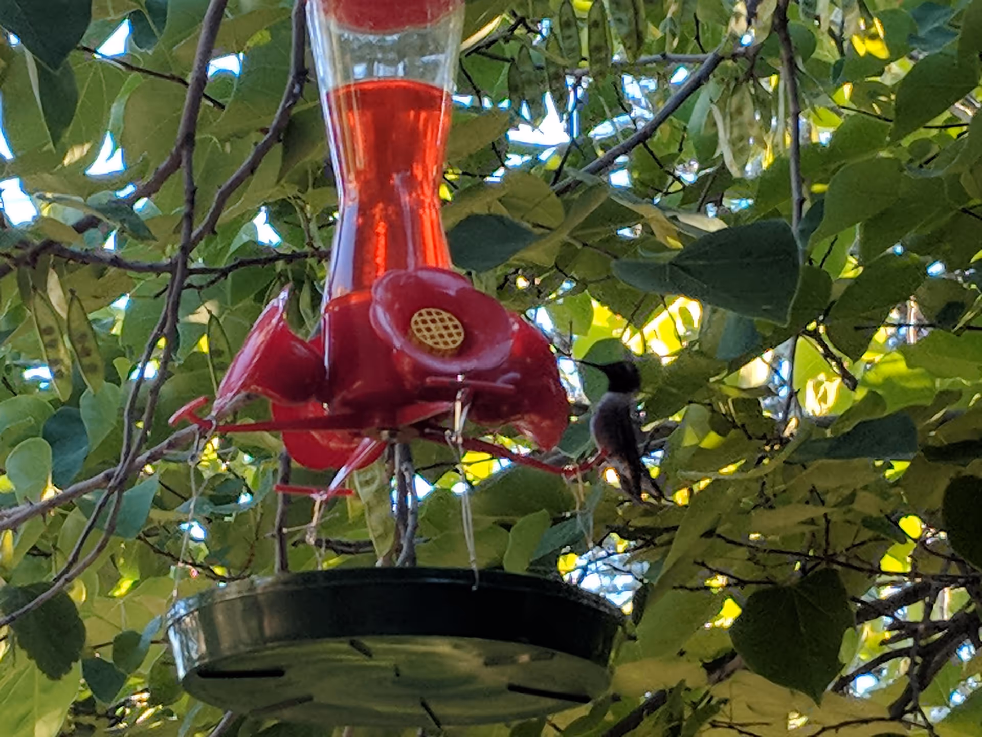 A red hummingbird feeder hanging among green leaves with a hummingbird perched on it, surrounded by tree branches and foliage.