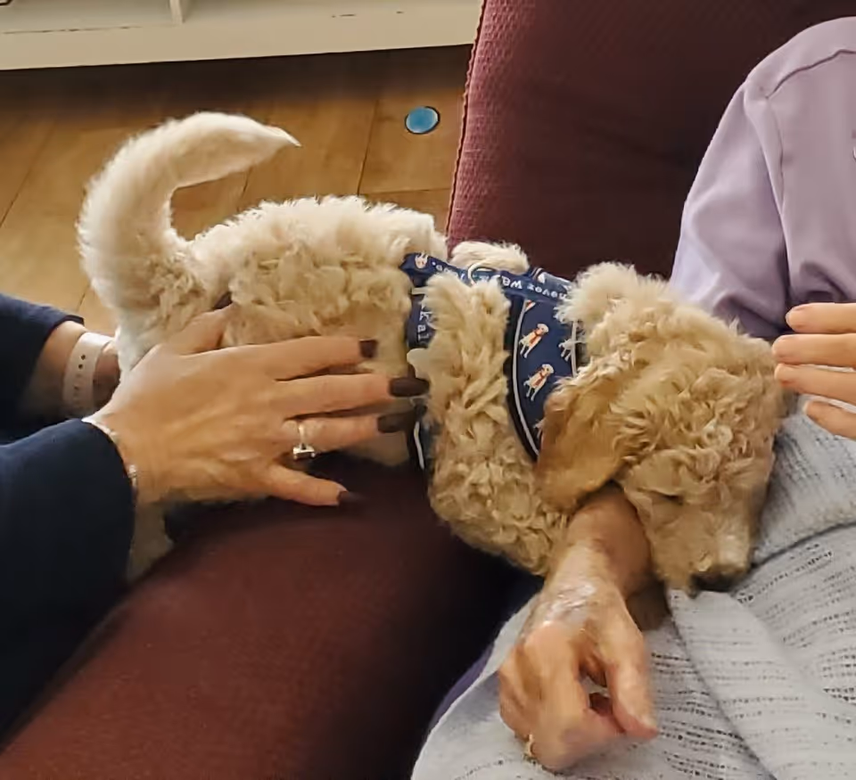 A small curly-haired dog wearing a blue harness is lying on a person's lap on a maroon couch. Two hands are gently petting the dog. The floor is wooden and partially visible in the background.