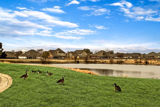 Green lawn by a pond with several Canada geese, houses across the water and a blue sky with clouds.
