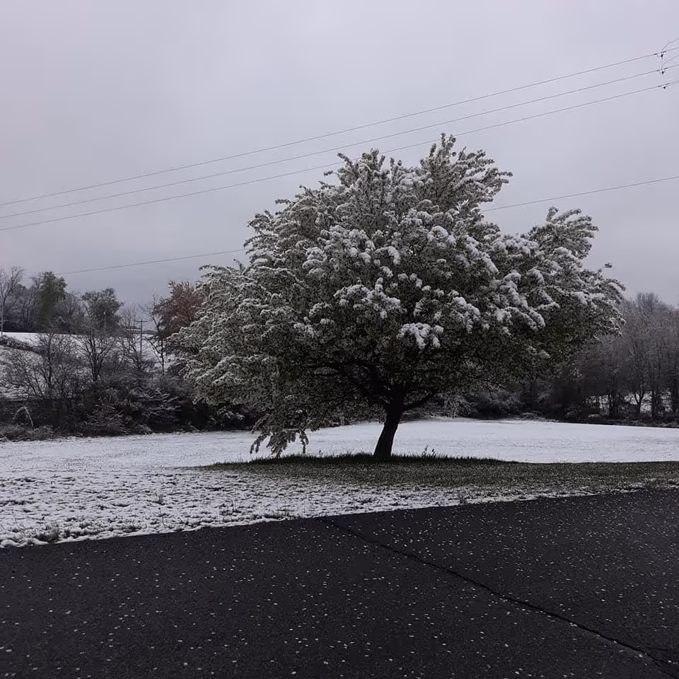 A snow-covered tree standing alone on a grassy area next to a paved road, with a snowy field and more trees in the background under a gray, overcast sky.