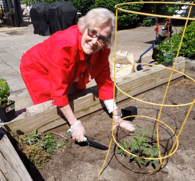 An elderly woman wearing a bright red jacket and glasses is gardening outdoors. She is kneeling by a raised garden bed, using a small hand trowel to tend the soil around a young plant supported by a yellow wire cage. There are gardening supplies and a walker visible in the background.