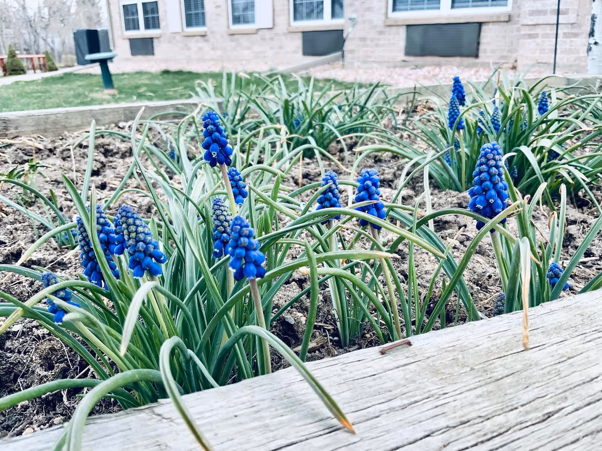 Close-up view of a garden bed with blooming blue grape hyacinth flowers and green leaves, with a building and windows visible in the background.