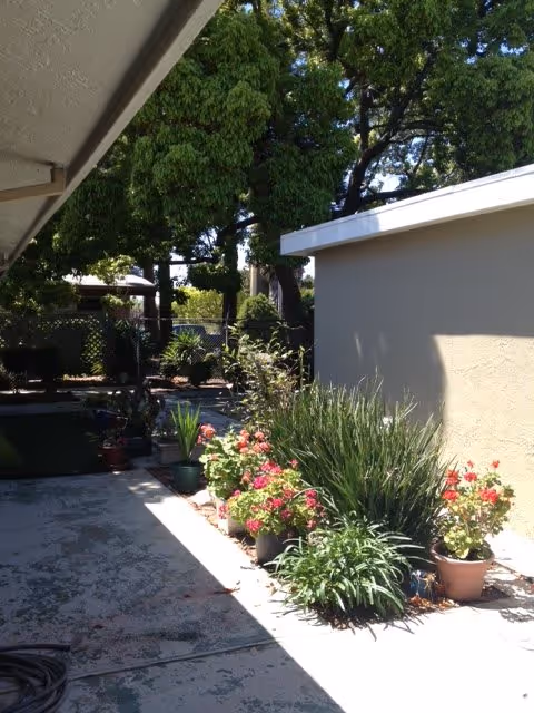 Outdoor garden area with various potted plants and flowers along a concrete walkway next to a building. Large green trees are visible in the background providing shade.