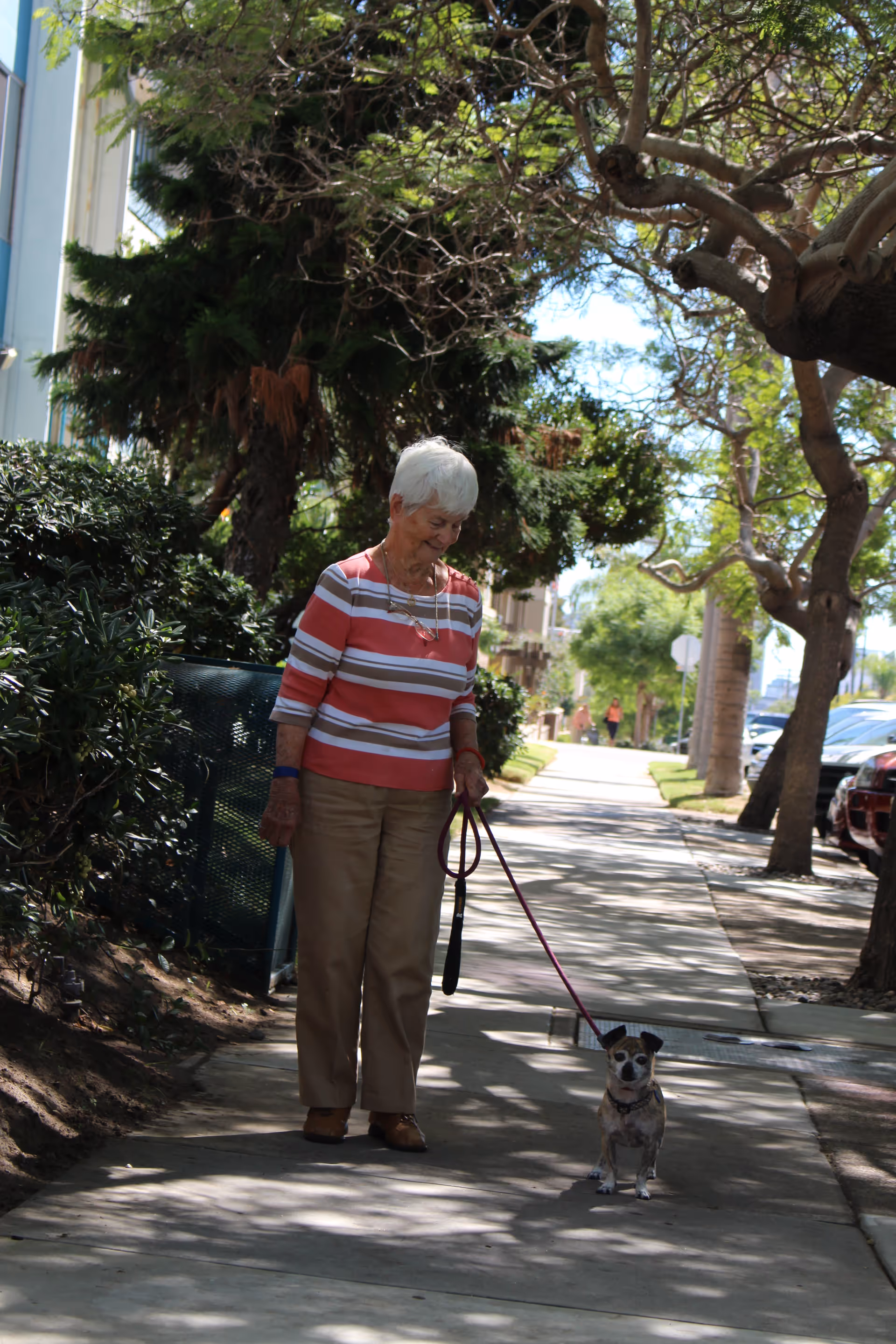 An elderly woman with short white hair wearing a striped shirt and beige pants is walking a small dog on a leash along a shaded sidewalk lined with trees and bushes.