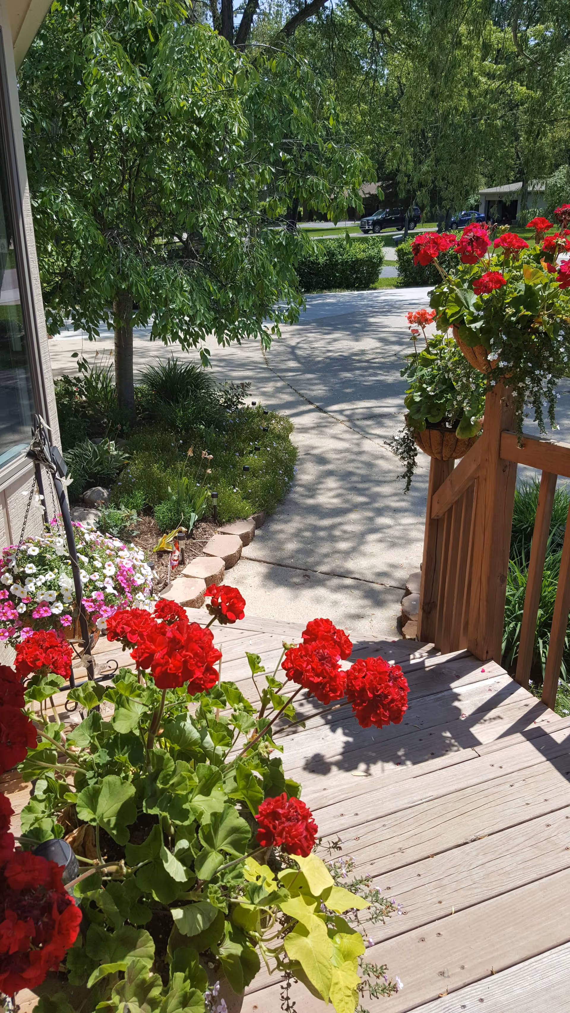 View from a wooden porch with red and pink flowering plants in pots, looking out onto a concrete walkway surrounded by green trees and bushes on a sunny day.