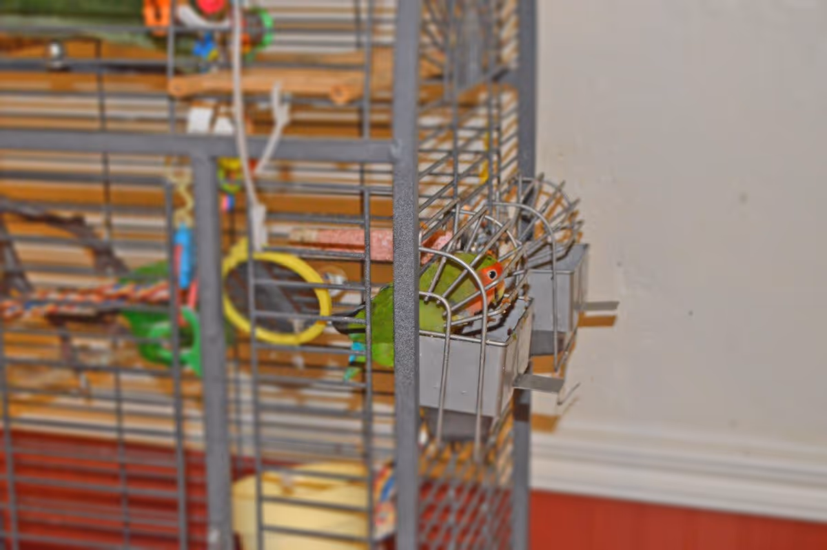 A small green-and-red parrot sits inside a metal birdcage eating from a side-mounted food cup against a beige wall.