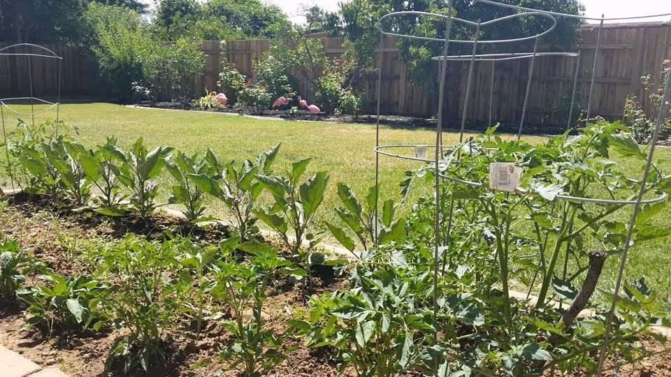 A garden area with various green plants growing in soil beds, supported by metal plant cages. In the background, there is a well-maintained grassy lawn, a wooden fence, and some decorative pink flamingo lawn ornaments.