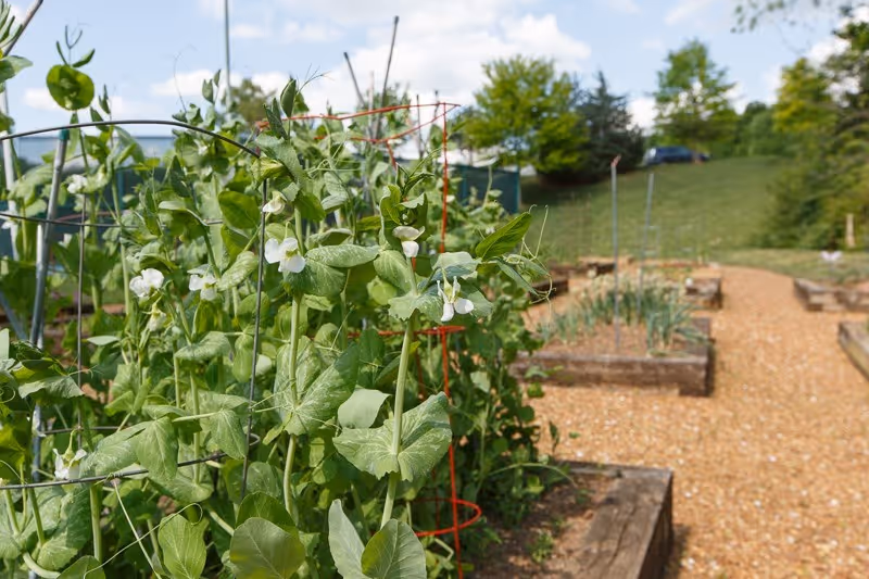 A garden with raised wooden beds containing green plants with white flowers, supported by metal and red wire cages. A gravel path runs between the beds, and trees and a grassy hill are visible in the background under a partly cloudy sky.