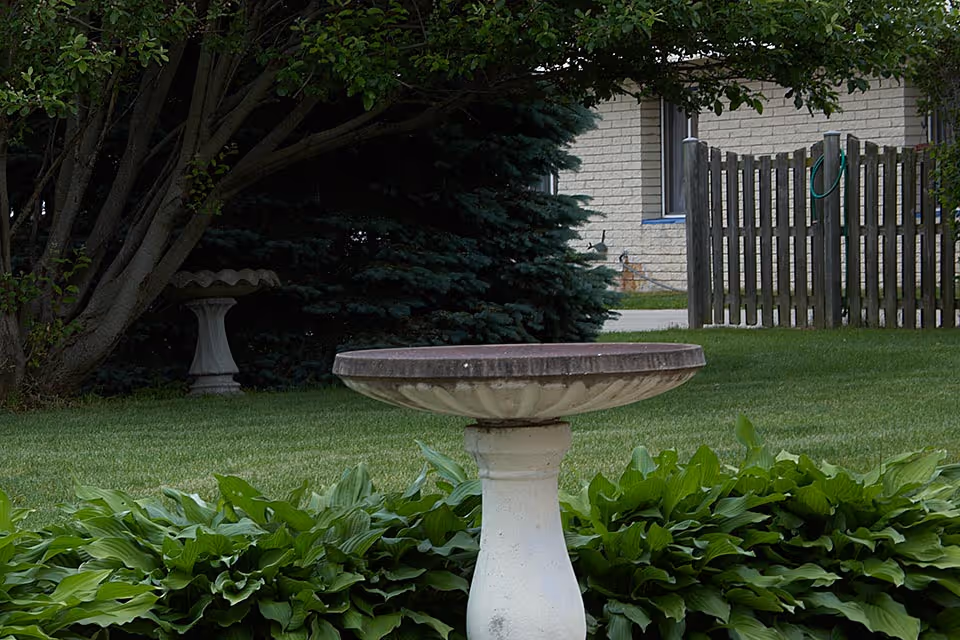 A stone birdbath in a grassy yard surrounded by hosta plants, trees, and a fence with a building in the background.