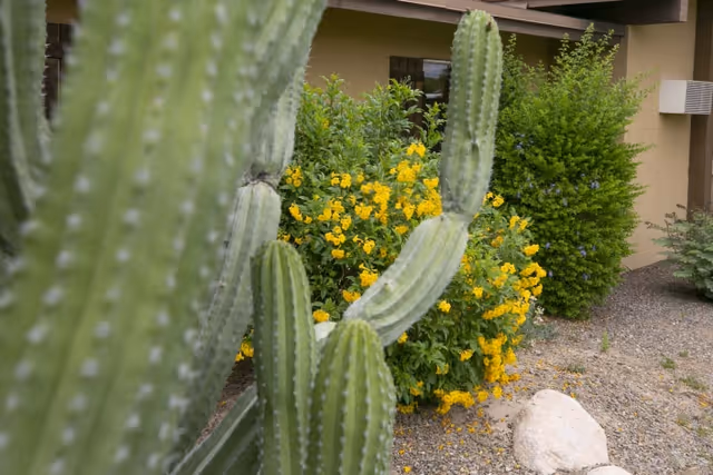 Close-up view of tall green cacti with yellow flowering bushes and other greenery in the background, situated next to a beige building exterior with a window and an air conditioning unit.