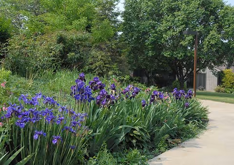 A garden area with a cluster of purple flowers along a paved walkway, surrounded by green trees and shrubs under a clear sky.