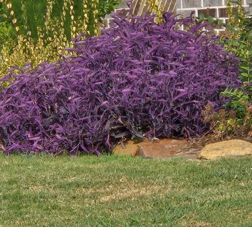 A bed of purple-leaved ornamental plants in a garden with grass in front, rocks at the base, and a brick wall behind.