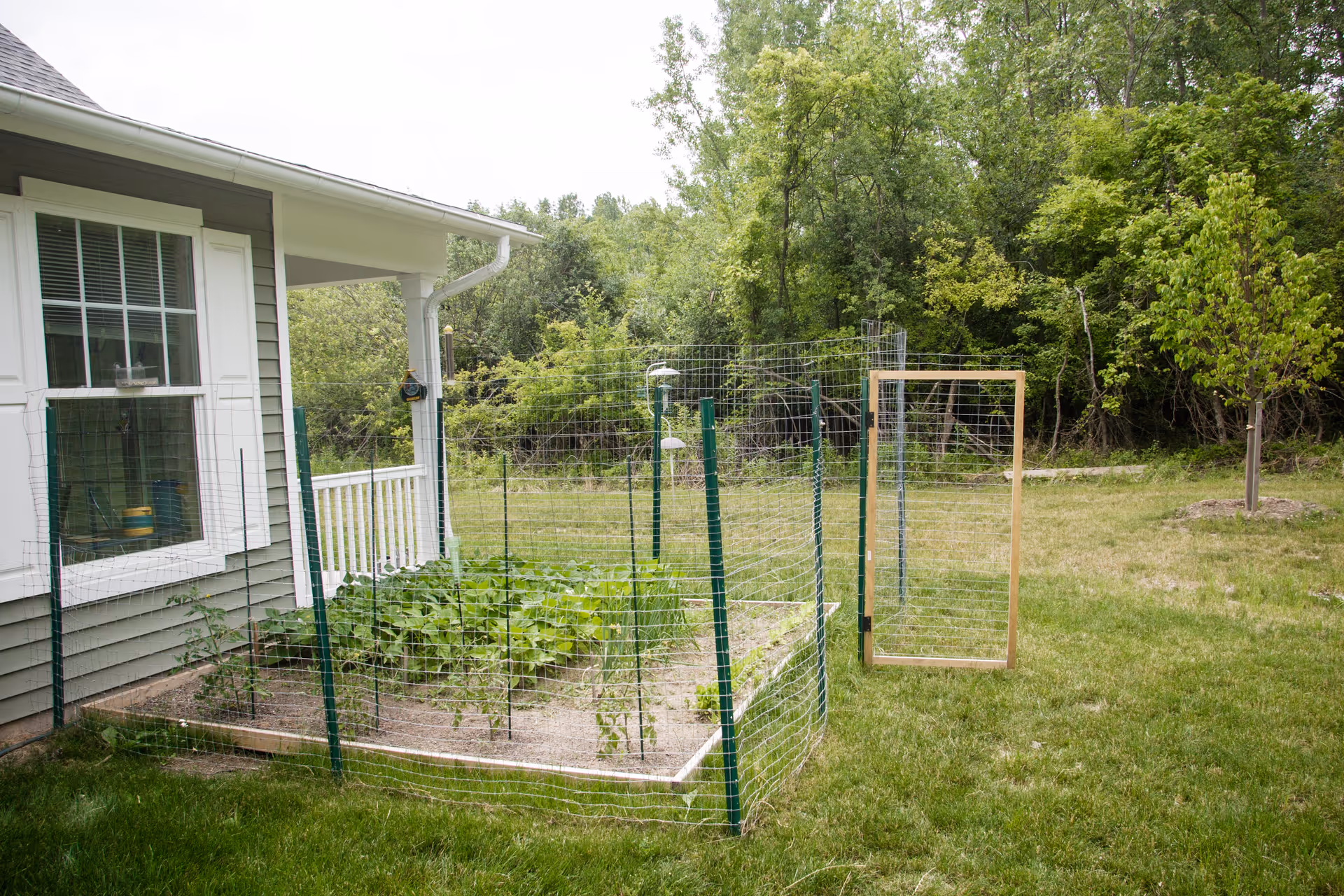 A fenced backyard vegetable garden beside a house porch with trees in the background.