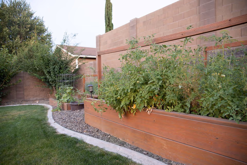 A garden area with raised wooden planters filled with green plants, a stone border, a grassy lawn, and a brick wall in the background.